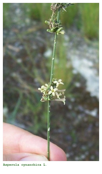 Asperula cynanchica L.